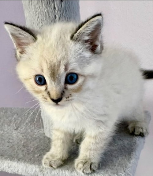 Biscuit
