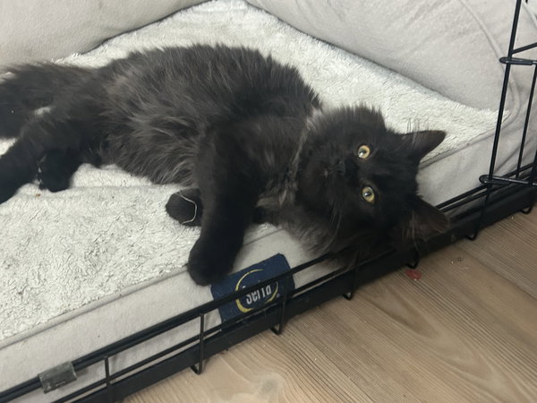 Jet