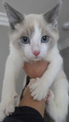 Gabriel