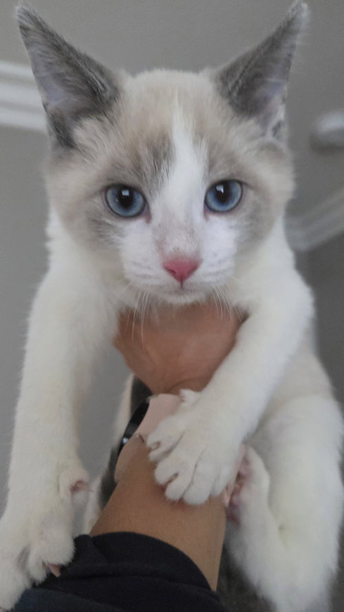 Gabriel