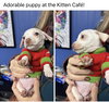Falcor