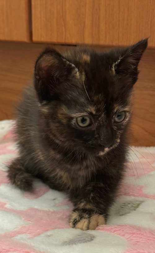 Truffle