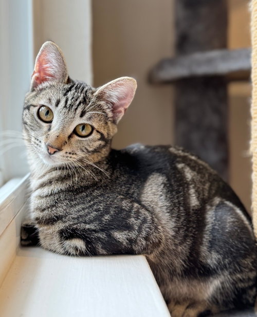 Leia