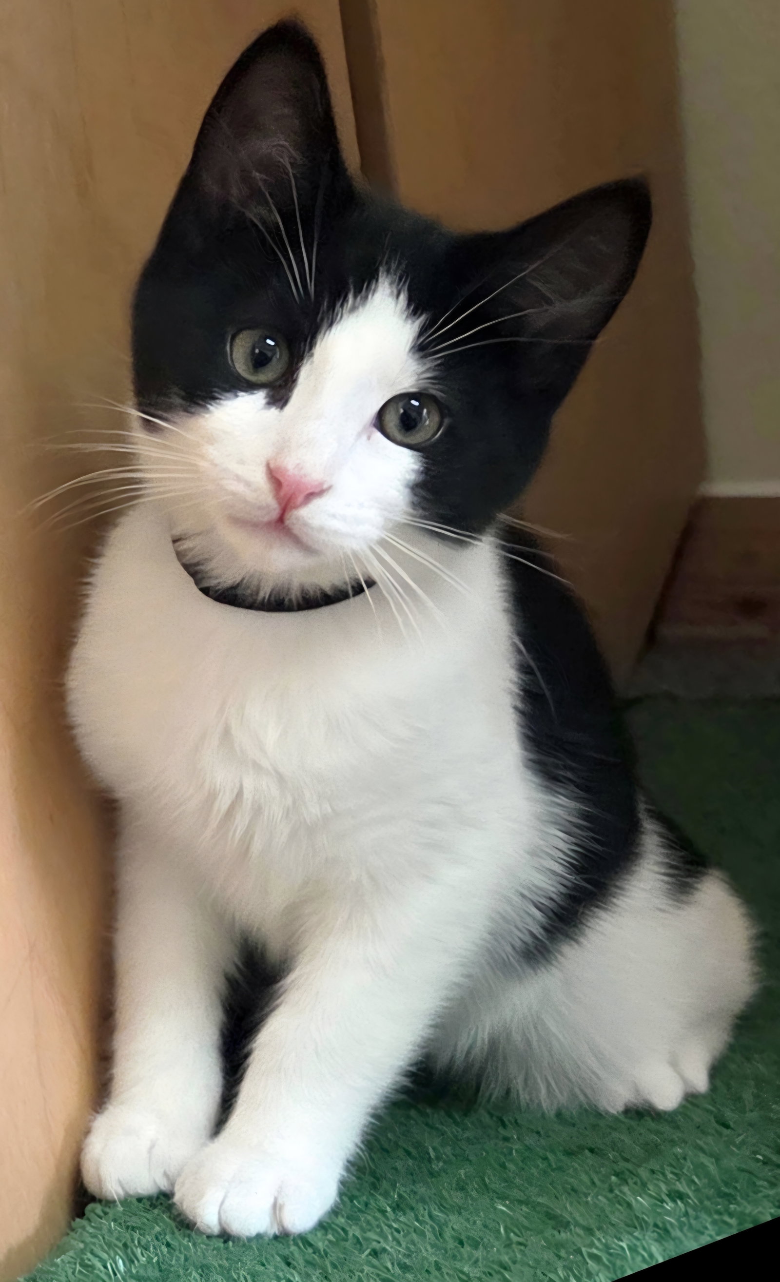 Domino