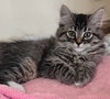 Mittens