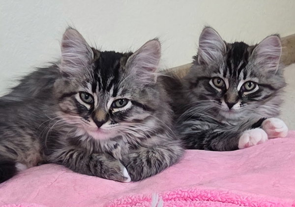 Mittens