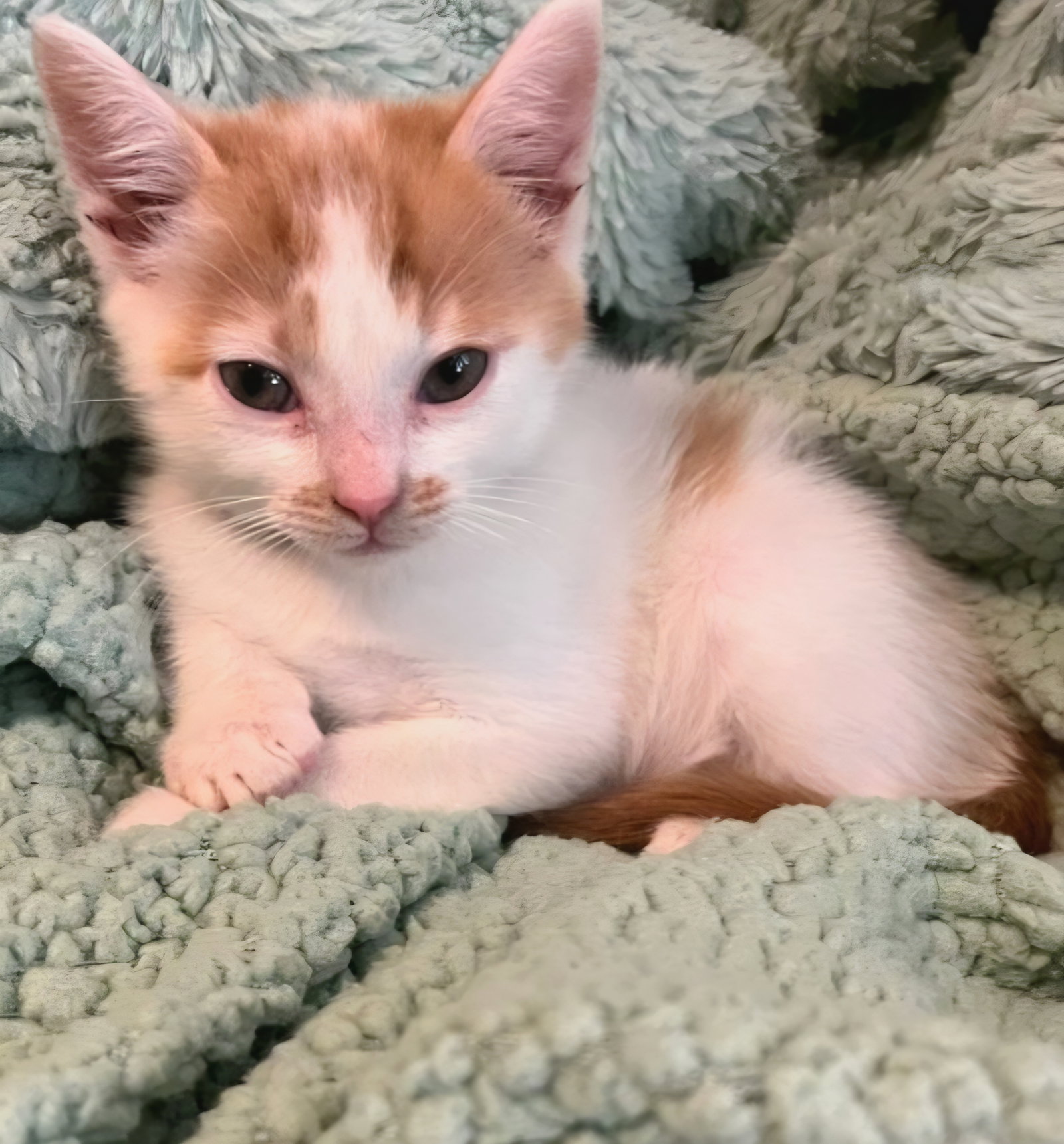 Chester