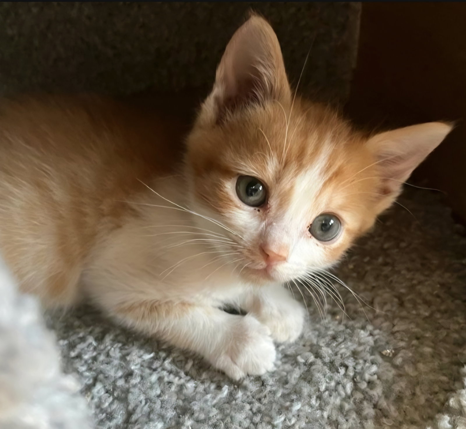 Ember