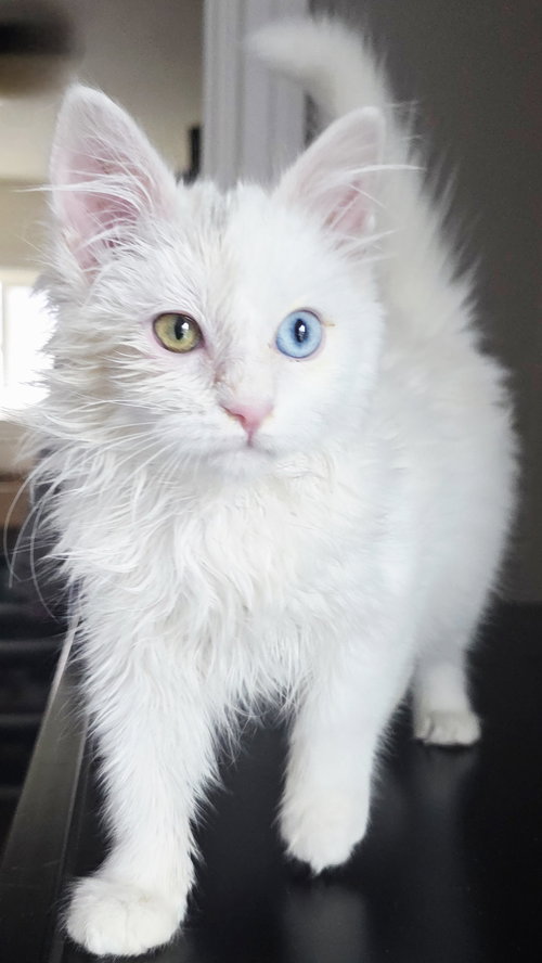 Bowie