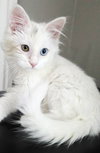 Bowie