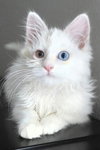 Bowie