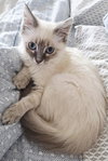 Simea