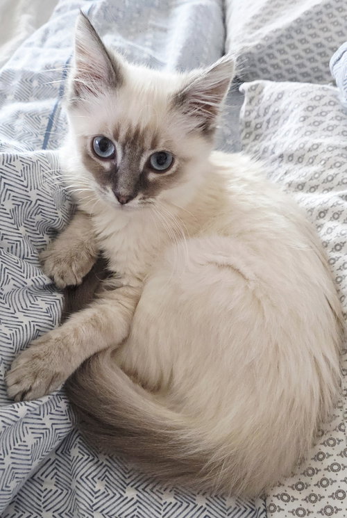 Simea