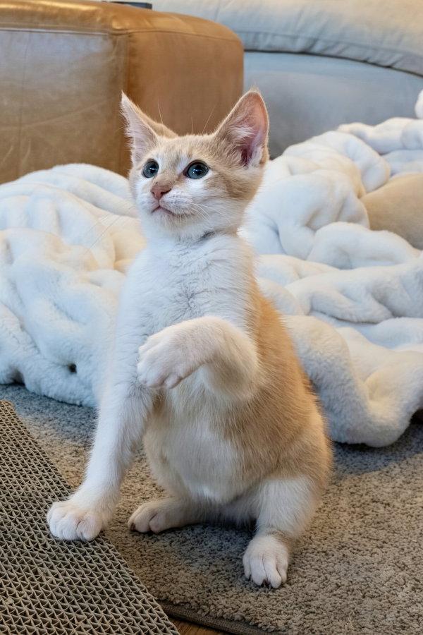 Ennui