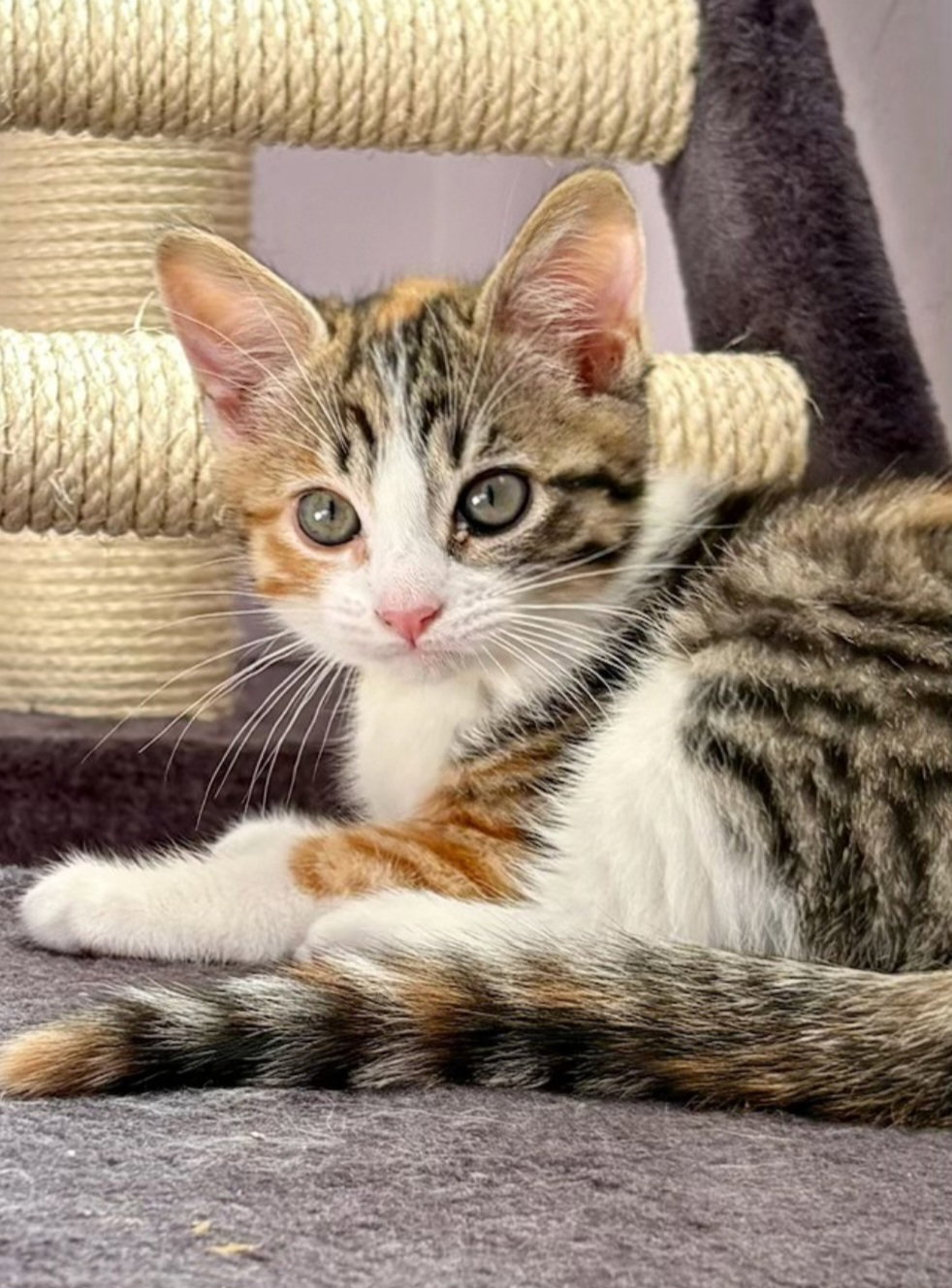 Cleo
