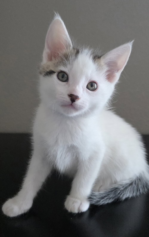 Nico