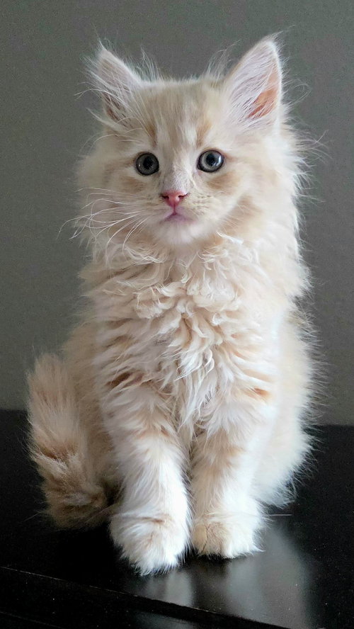 Darcy
