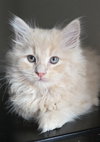Darcy