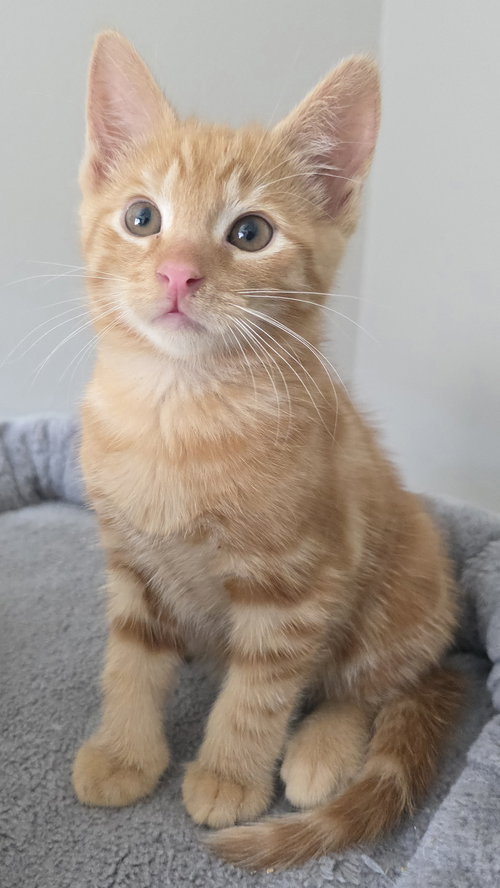Bennet