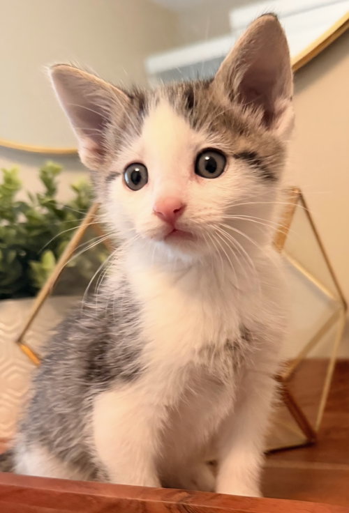 Olaf