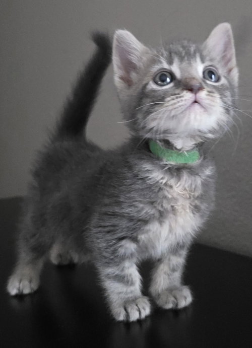 Basil
