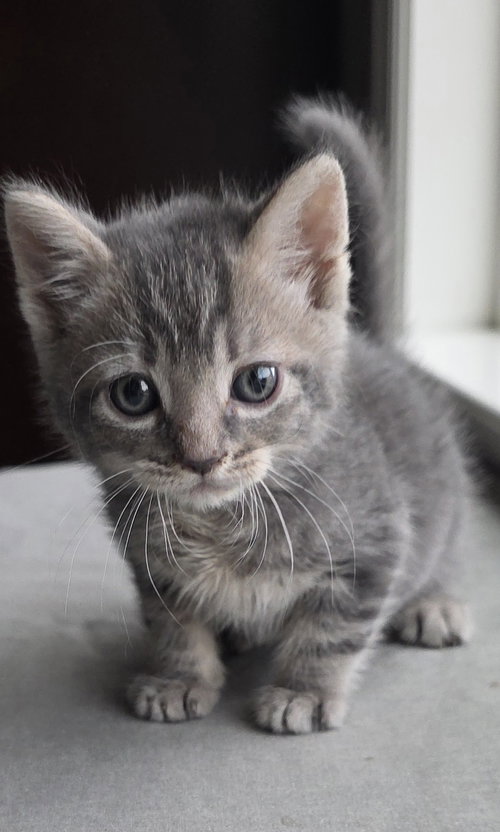 Basil