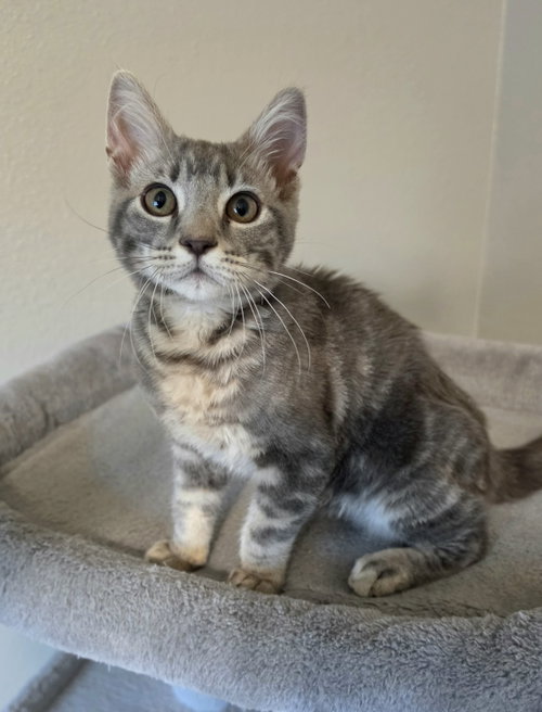 Basil