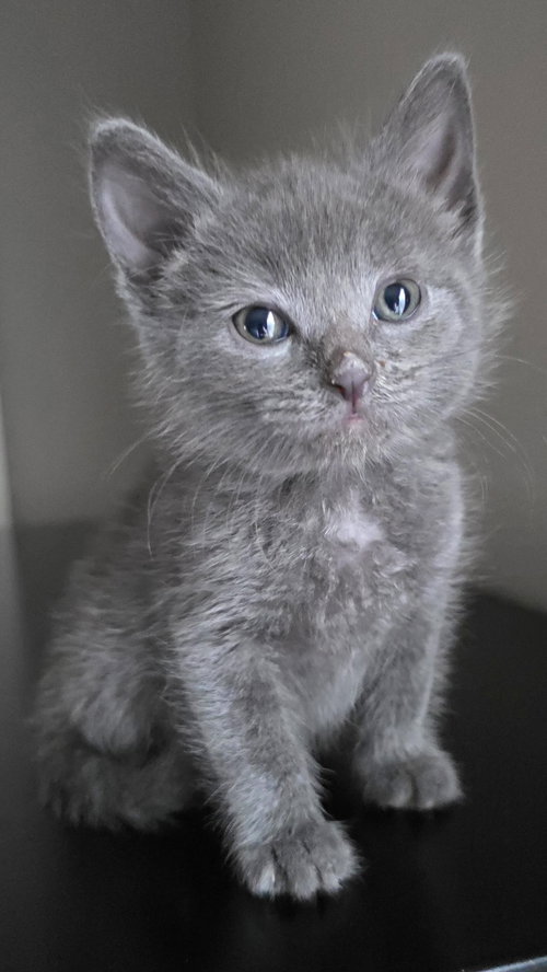 Sybil