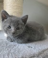 Sybil