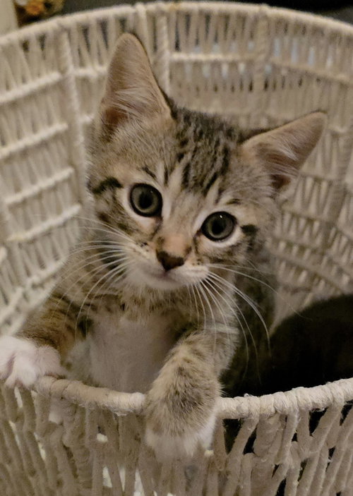 picture of the cat needing adoption