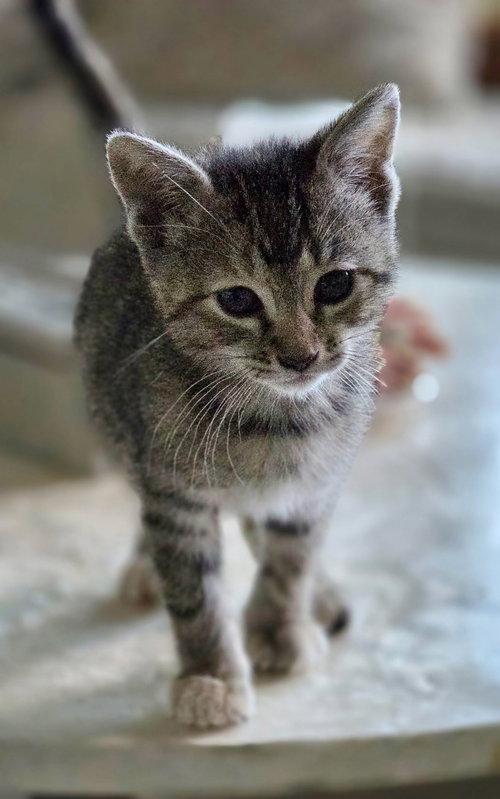 picture of the cat needing adoption