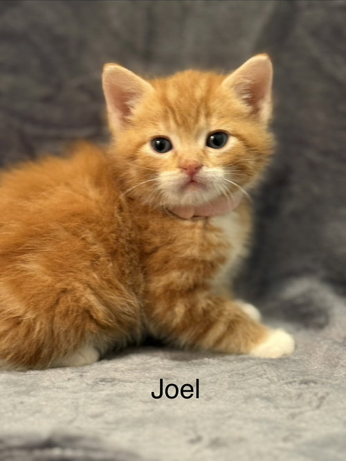 picture of the cat needing adoption
