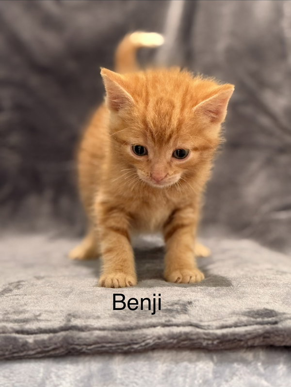Benji