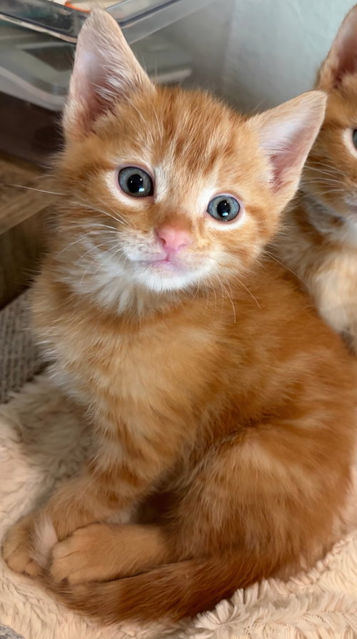 Benji, Baby Tabby / Domestic Short Hair / Mixed (short coat), cat for adoption in Campbell, California