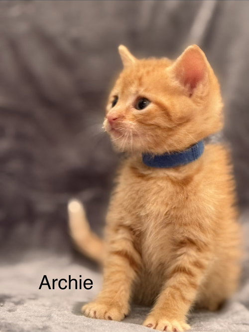 Archie