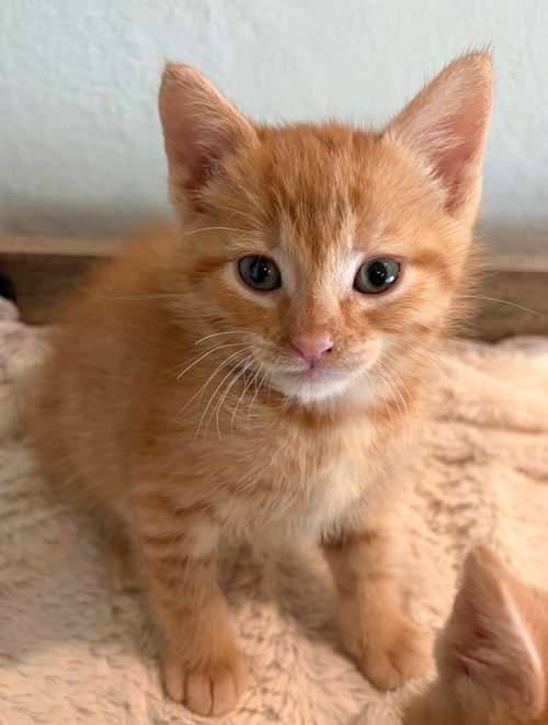 Archie, Baby Tabby / Domestic Short Hair / Mixed (short coat), cat for adoption in Campbell, California