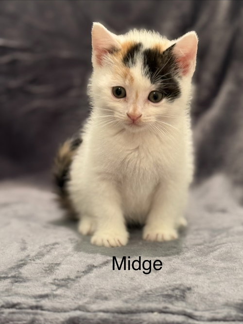 Midge