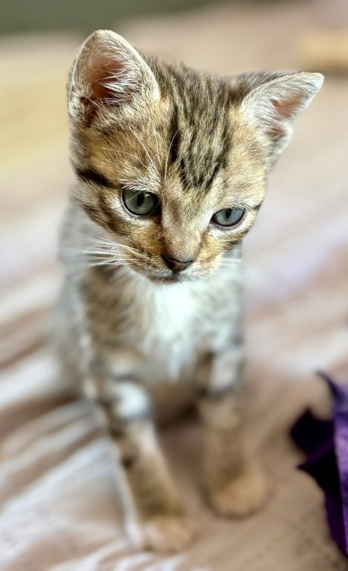 Parsley, Baby Domestic Short Hair / Tabby / Mixed (short coat), cat for adoption in Campbell, California