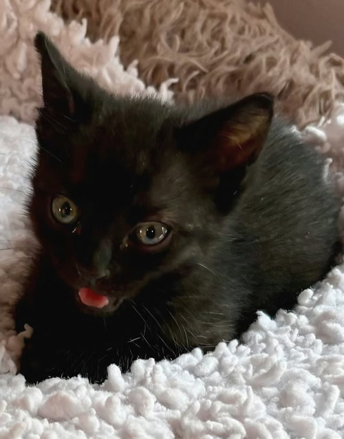 picture of the cat needing adoption