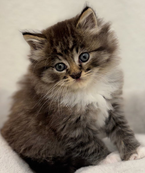 Pepper, Baby Domestic Medium Hair / Tabby / Mixed (medium coat), cat for adoption in Campbell, California