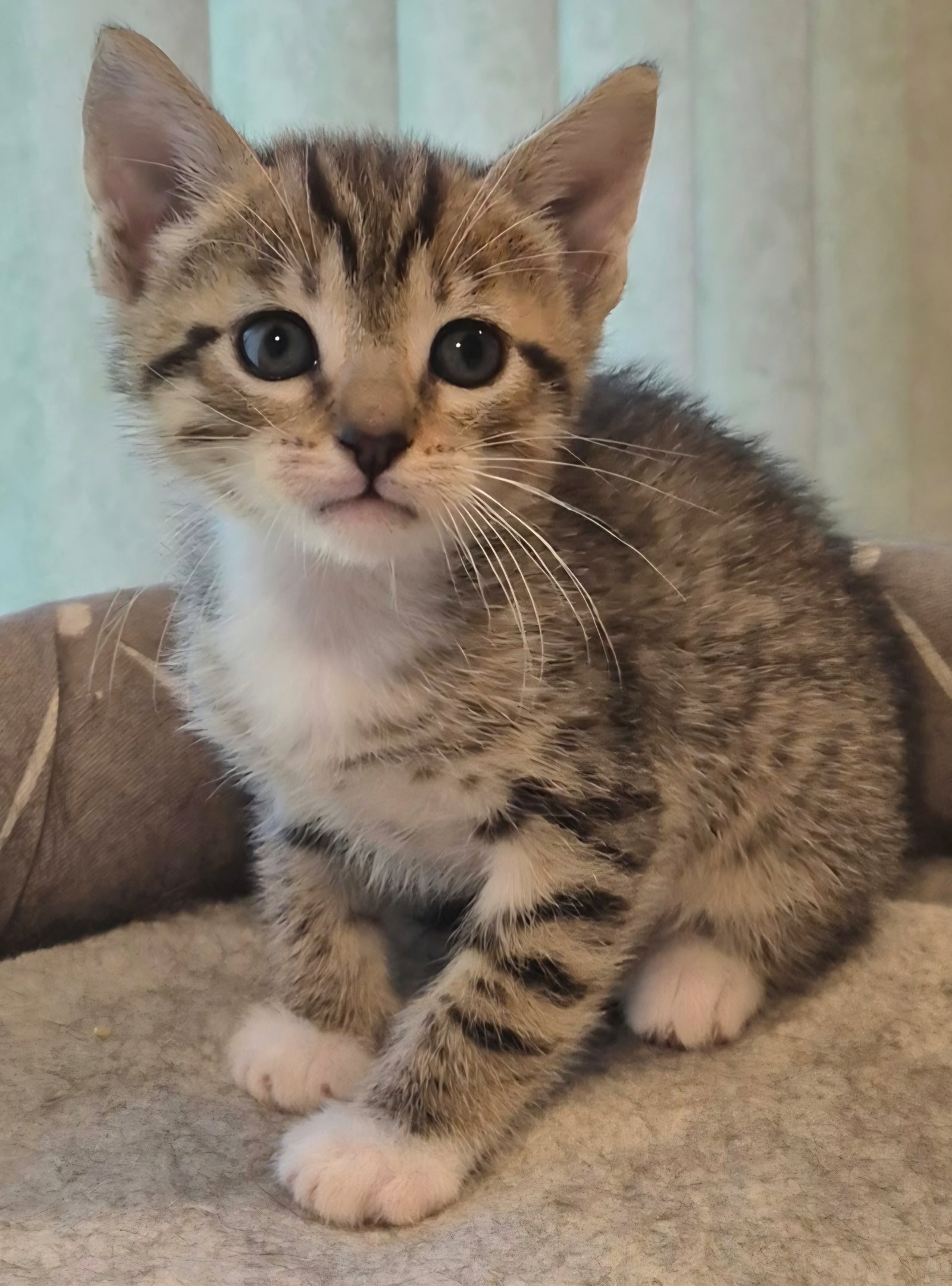 Cinnamon
