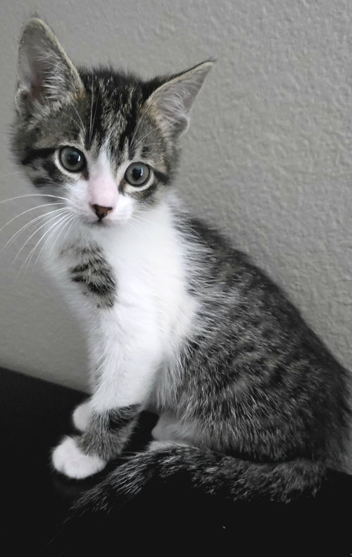 Gorgonzola, Baby Domestic Short Hair / Tabby / Mixed (short coat), cat for adoption in Campbell, California