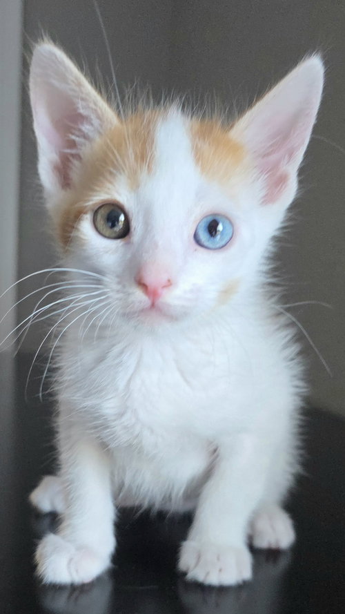 Colby Jack, Baby Domestic Short Hair / Tabby / Mixed (short coat), cat for adoption in Campbell, California