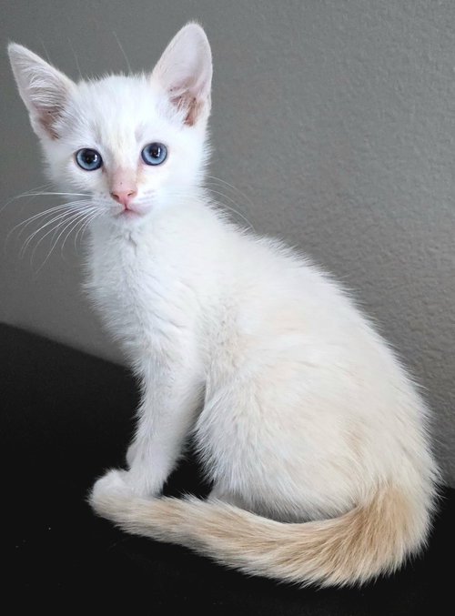 Parmesan, Baby Siamese / Domestic Short Hair / Mixed (short coat), cat for adoption in Campbell, California