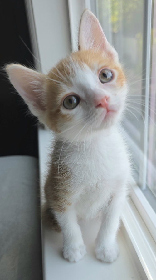 Gouda, Baby Tabby / Domestic Short Hair / Mixed (short coat), cat for adoption in Campbell, California