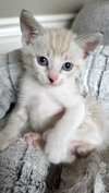 Romeo
