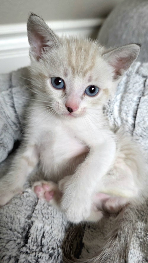 Romeo, Baby Siamese / Domestic Short Hair / Mixed (short coat), cat for adoption in Campbell, California