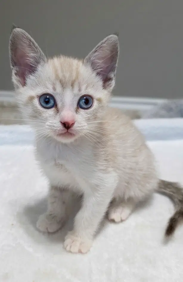 Romeo - Siamese