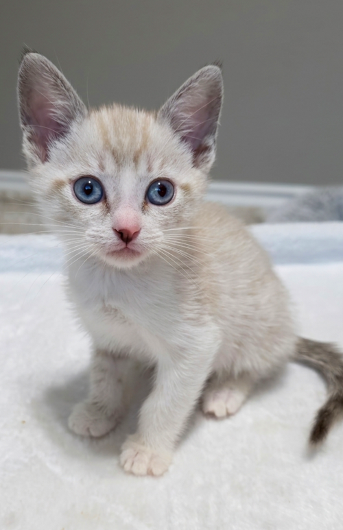 Romeo, an adoptable Siamese in Campbell, CA
