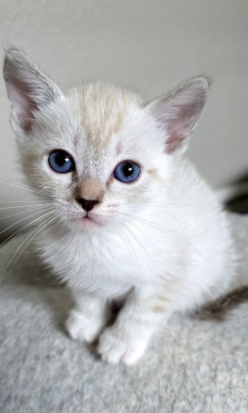 Juliet, Baby Siamese / Domestic Short Hair / Mixed (short coat), cat for adoption in Campbell, California